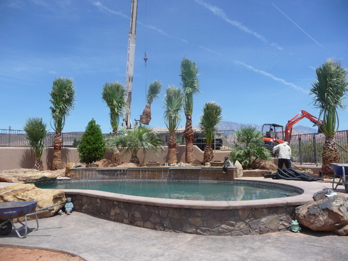 crane installing palm trees st george utah